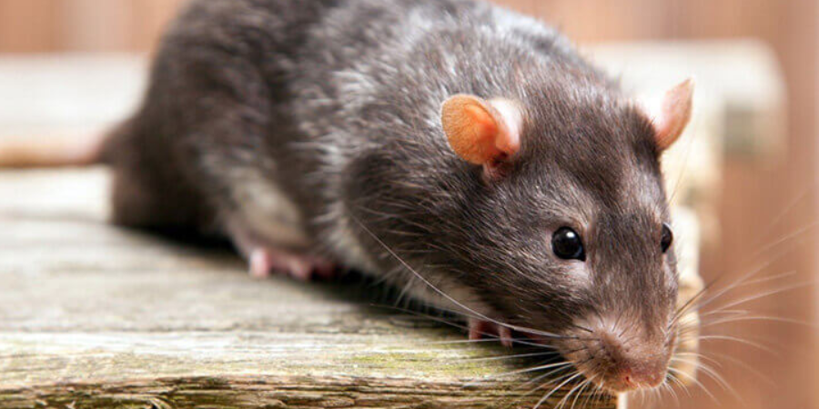 Дератизация на складе: как одна мышь может остановить работу и испортить репутацию компании